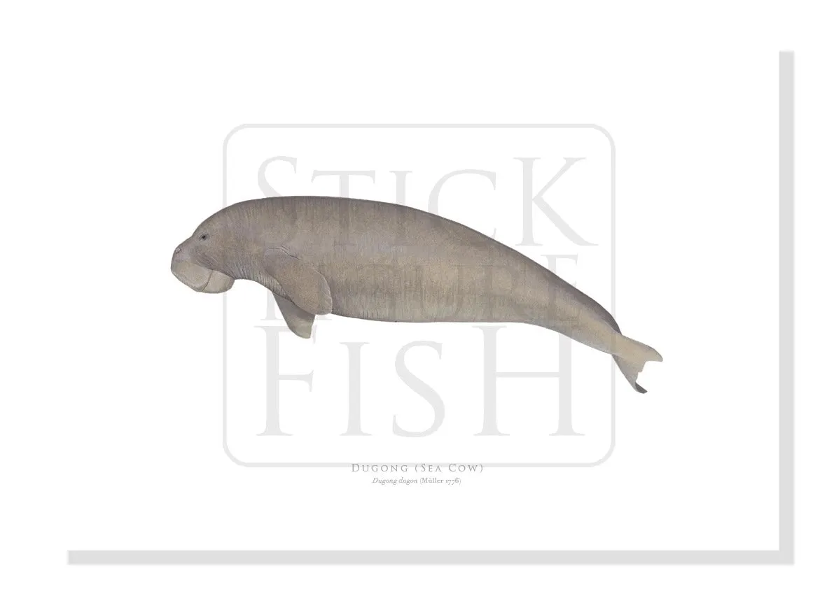 Dugong (Sea Cow), Dugong dugon (Müller, 1776) - Fine Art Print