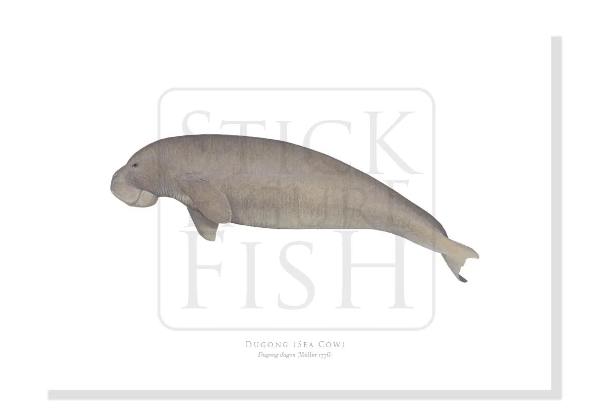 Dugong (Sea Cow), Dugong dugon (Müller, 1776) - Fine Art Print