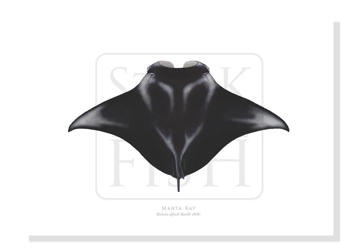 Manta Ray, Mobula alfredi (Krefft 1868) - Fine Art Print