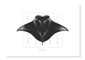 Manta Ray, Mobula alfredi (Krefft 1868) - Fine Art Print