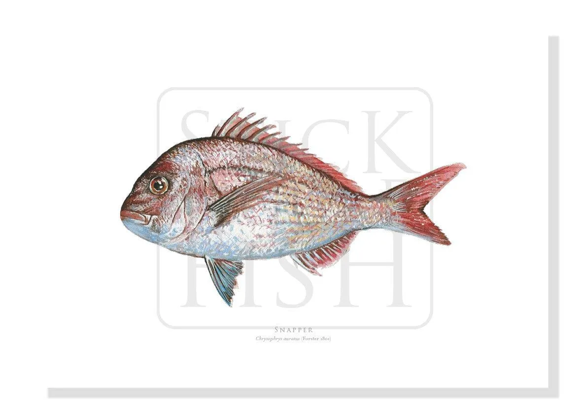 Pink Snapper, Chrysophrys auratus (Forster 1801) - Fine Art Print