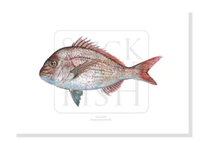 Pink Snapper, Chrysophrys auratus (Forster 1801) - Fine Art Print