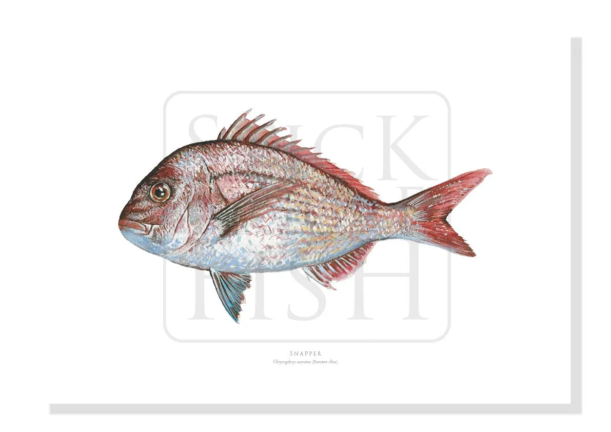 Pink Snapper, Chrysophrys auratus (Forster 1801) - Fine Art Print