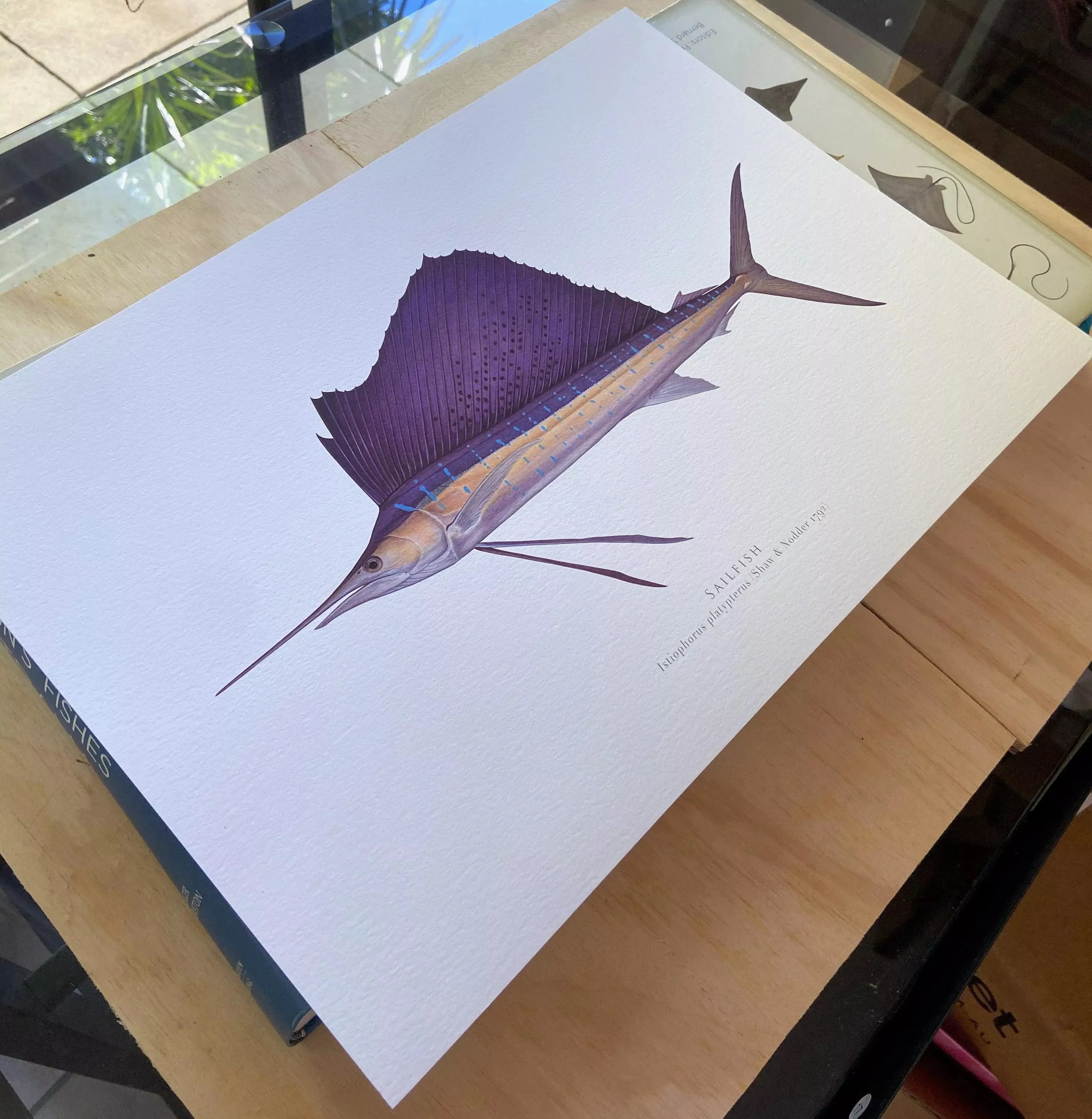 Sailfish - Istiophorus platypterus (Shaw & Nodder 1792) - Fine Art Print