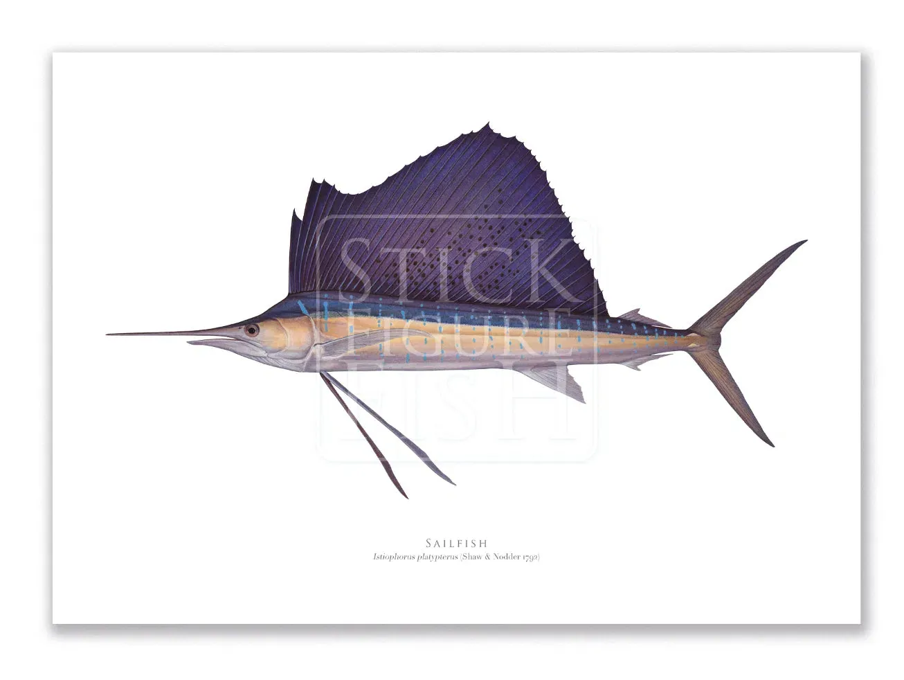 Sailfish - Istiophorus platypterus (Shaw & Nodder 1792) - Fine Art Print