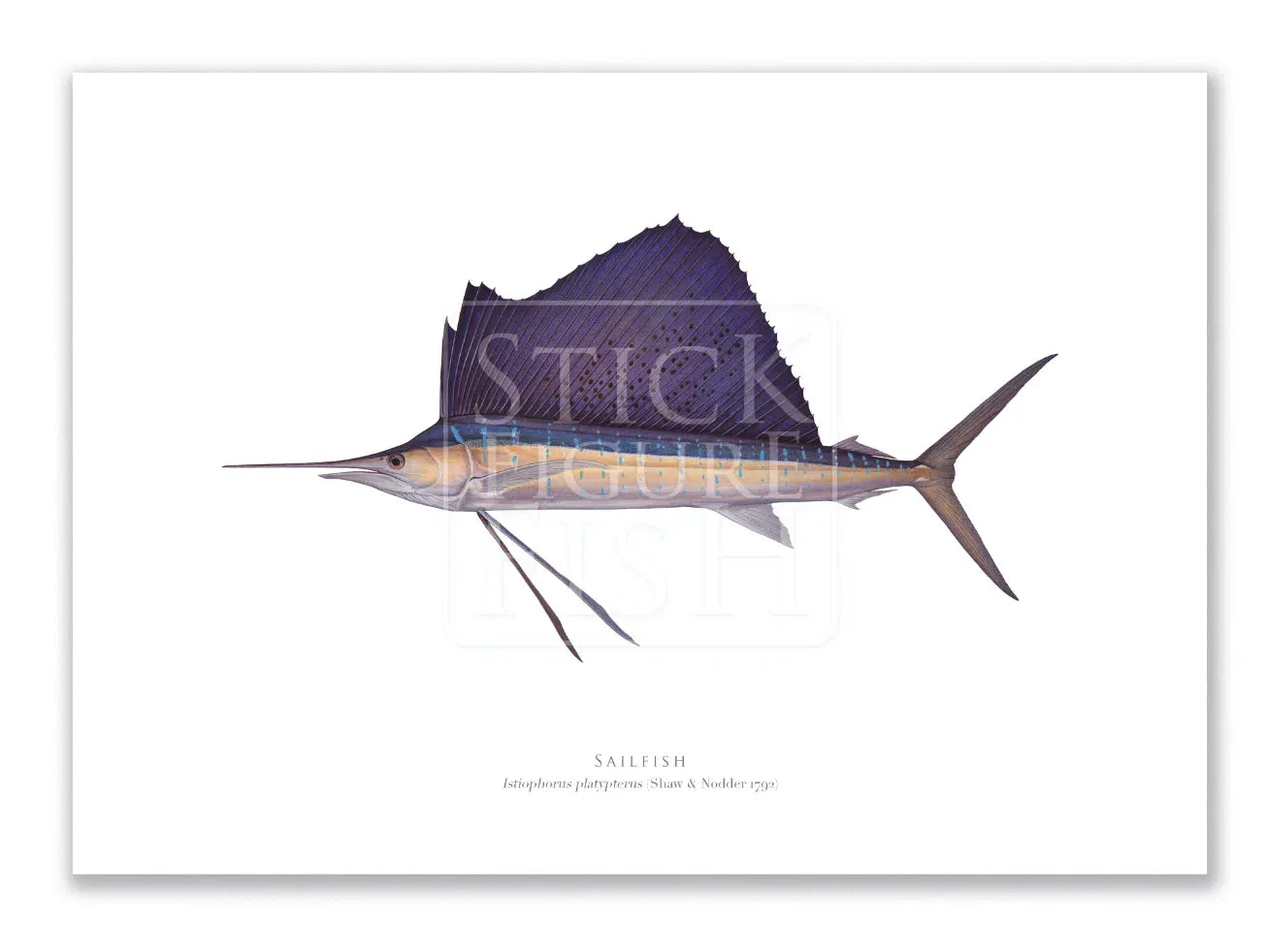 Sailfish - Istiophorus platypterus (Shaw & Nodder 1792) - Fine Art Print