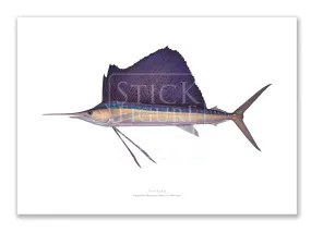 Sailfish - Istiophorus platypterus (Shaw & Nodder 1792) - Fine Art Print