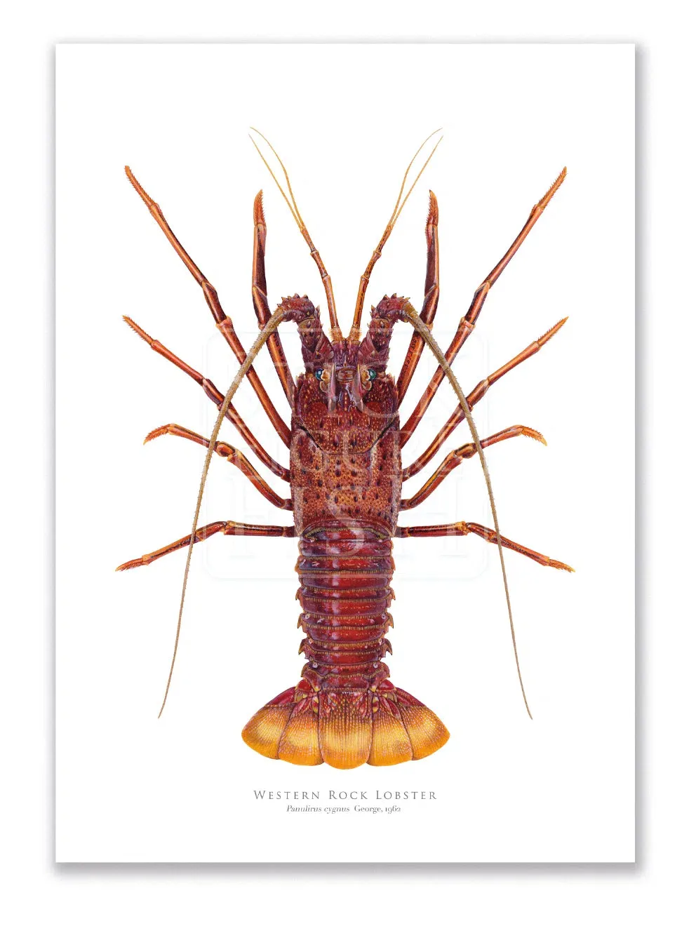 Western Rock lobster Panulirus cygnus (George, 1962) - Fine Art Print