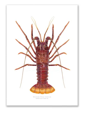 Western Rock lobster Panulirus cygnus (George, 1962) - Fine Art Print