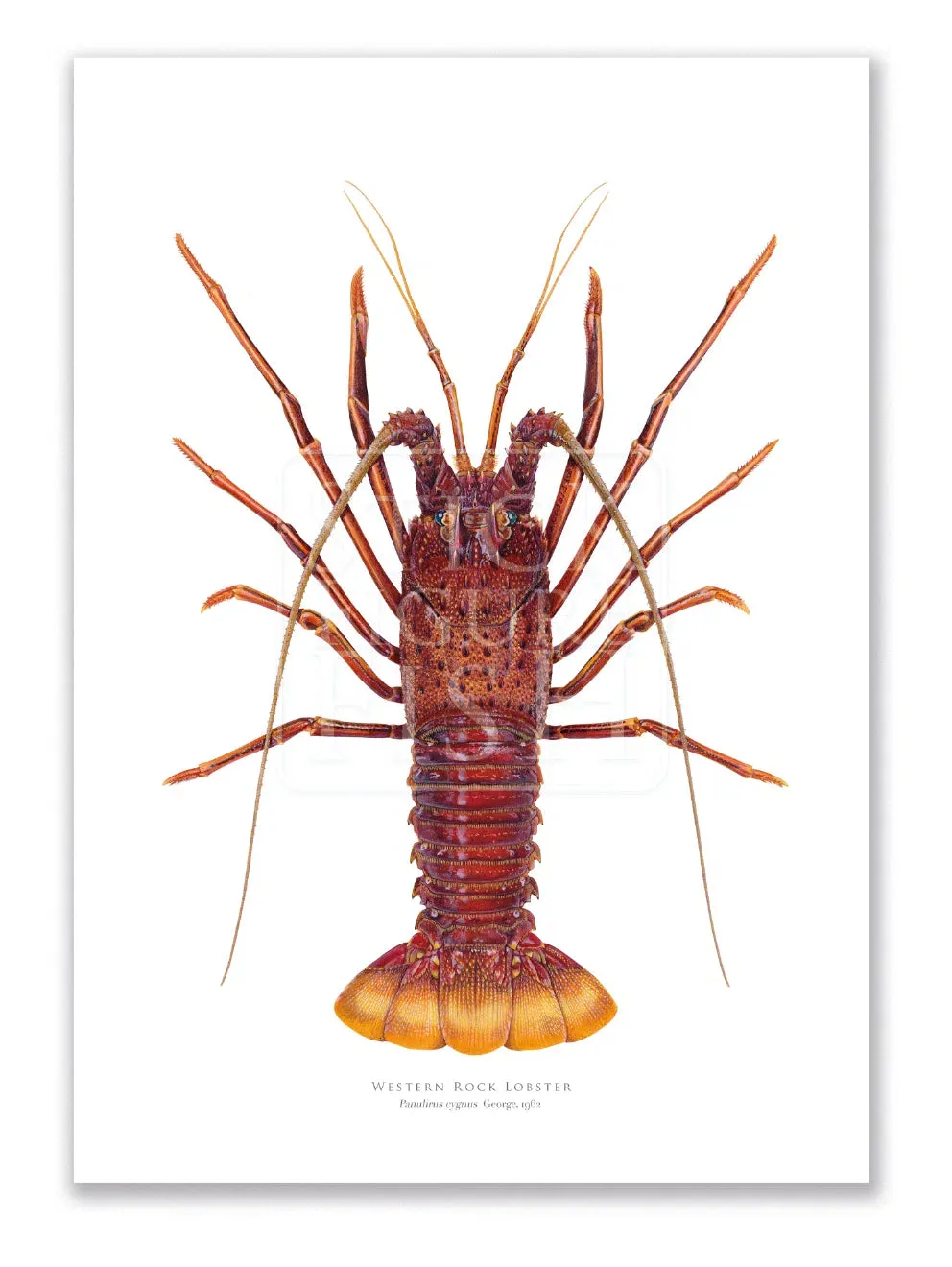 Western Rock lobster Panulirus cygnus (George, 1962) - Fine Art Print