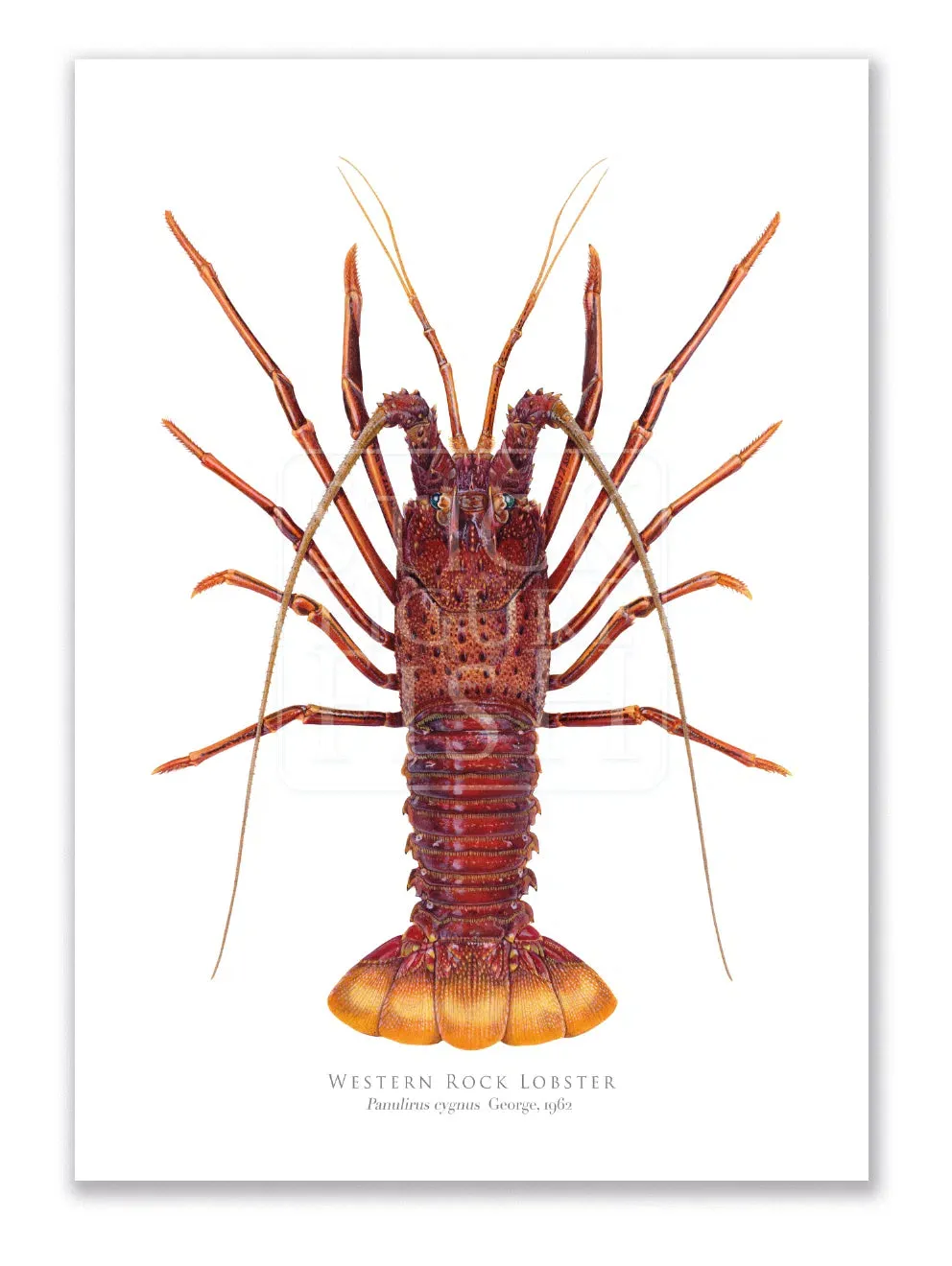 Western Rock lobster Panulirus cygnus (George, 1962) - Fine Art Print