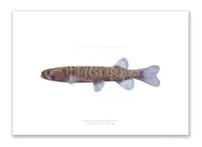 Western Trout Minnow, Galaxius truttaceus hesperius Whitley, 1944 - Fine Art Print