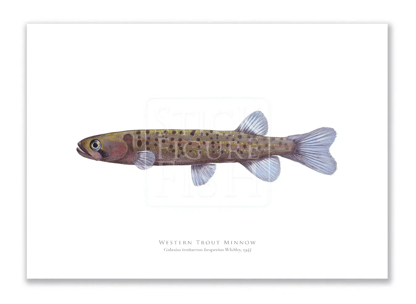 Western Trout Minnow, Galaxius truttaceus hesperius Whitley, 1944 - Fine Art Print