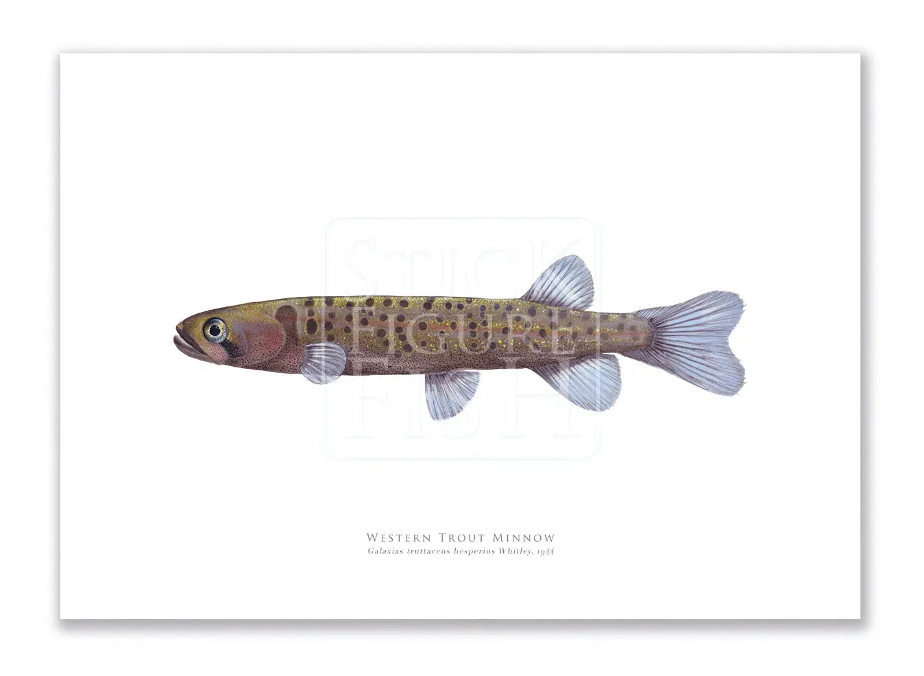 Western Trout Minnow, Galaxius truttaceus hesperius Whitley, 1944 - Fine Art Print